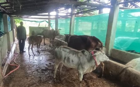 महात्मा गांधी नरेगा योजना से रामफल का गौपालन व्यवसाय साकार, आमदनी में बढ़ोतरी