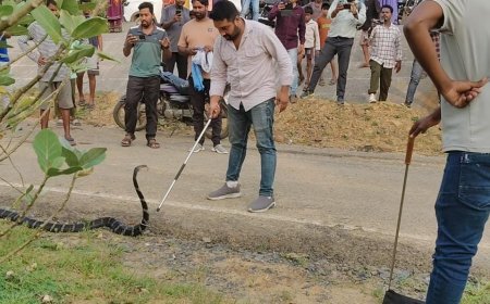 कोरबा में पर्यटकों ने बचाया किंग कोबरा, वन विभाग ने सुरक्षित छोड़ा प्राकृतिक आवास में