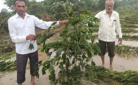नेपानगर में तेज बारिश से किसानों की कपास फसल तबाह, 4 एकड़ खेत पानी में डूबे