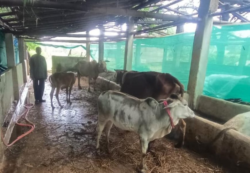 महात्मा गांधी नरेगा योजना से रामफल का गौपालन व्यवसाय साकार, आमदनी में बढ़ोतरी