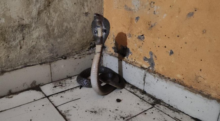 कोरबा के मुड़ापार पीएम आवास में घुसा जहरीला नाग, वाइल्डलाइफ टीम ने किया सुरक्षित रेस्क्यू