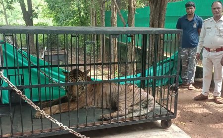 रायपुर से जामनगर: अस्वस्थ बाघिन 'बिजली' का इलाज रेलवे ट्रेन से सुरक्षित पहुंचाया गया