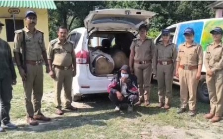 रेलवे बोर्ड लगी कार से सागौन तस्करी पकड़ी गई, आरोपी आकाश सिंह गिरफ्तार, दो गिल्टे लकड़ी बरामद