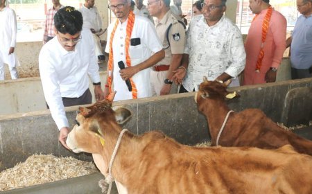 बुरहानपुर के संग्रामपुर में जीवदया गौशाला में हुआ गोवर्धन पूजन, जनप्रतिनिधियों और अधिकारियों ने किया गौसेवा