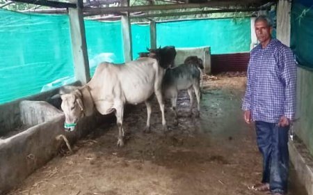 महात्मा गांधी नरेगा योजना से बने पशु शेड ने रामफल के व्यवसाय और आमदनी को दी नई दिशा