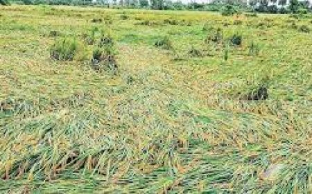 मोंथा चक्रवात का असर: बूंदाबांदी से थमी धान कटाई, खेतों में फंसे किसान