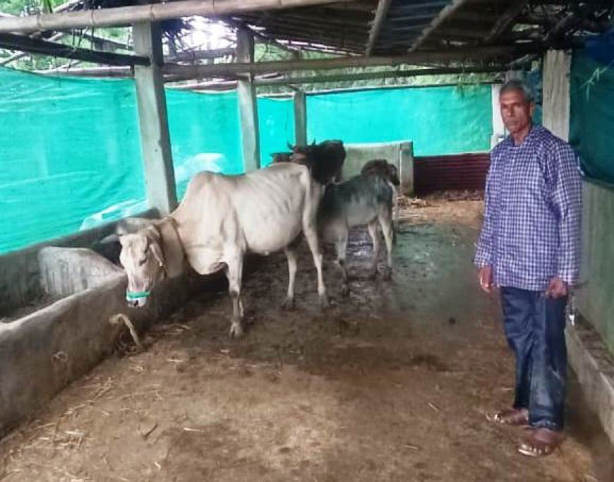 महात्मा गांधी नरेगा योजना से बने पशु शेड ने रामफल के व्यवसाय और आमदनी को दी नई दिशा