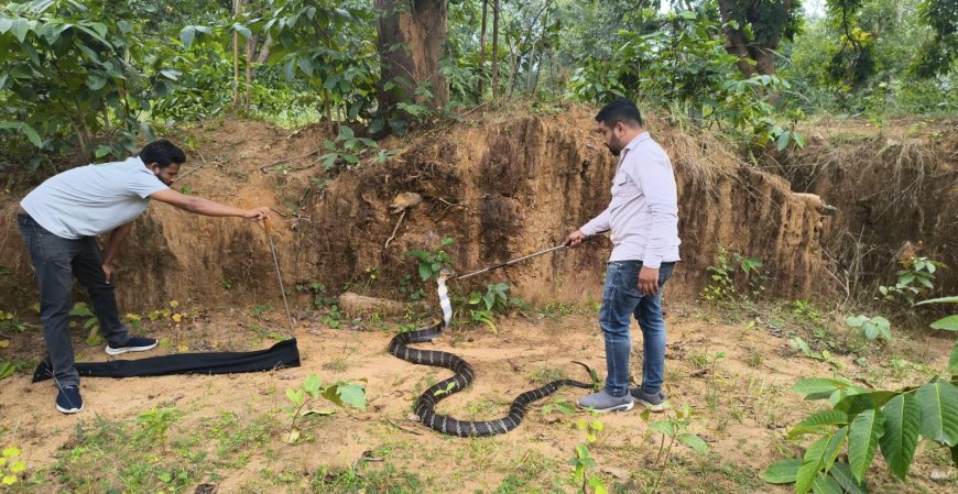 कोरबा के पासरखेत में 13 फीट का विशालकाय किंग कोबरा मिला, वन विभाग ने सुरक्षित किया रेस्क्यू