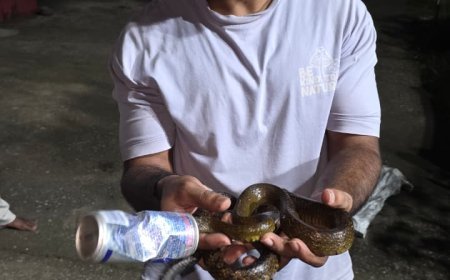 कोरबा में कोल्ड ड्रिंक कैन में फंसा रैट स्नेक, RCRS टीम ने किया सुरक्षित रेस्क्यू