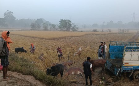 जशपुर पुलिस का ऑपरेशन शंखनाद जारी, टमाटर की आड़ में हो रही गौ तस्करी का भंडाफोड़