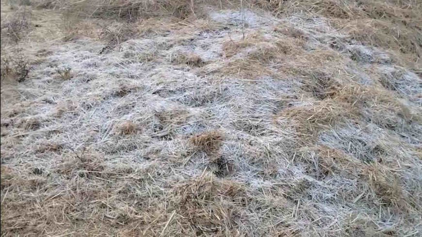 उत्तर छत्तीसगढ़ में बढ़ी ठंड की दस्तक, जशपुर के खेतों में जमी पहली बर्फ — शीतलहर का अलर्ट जारी