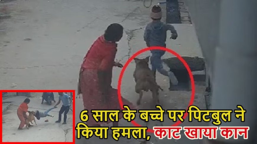 दिल्ली में पिटबुल का खौफ: 6 साल के बच्चे पर हमला, कान काटकर अलग किया, मालिक गिरफ्तार