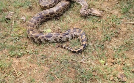 घोटवानी में ‘अजगर अलर्ट’! गांव बना सांपों का हॉटस्पॉट