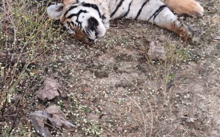 करंट लगने से बाघ की मौत, बालाघाट के कटंगी में वन विभाग की कार्यप्रणाली पर फिर उठे सवाल