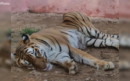 कानन पेंडारी जू ने खोया एक और सदस्य, 22 वर्षीय बाघिन रागिनी की हुई मौत