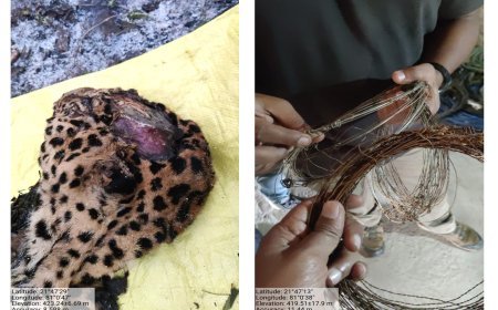 तेंदुआ मृत्यु प्रकरण में वन विभाग की त्वरित एवं सख्त कार्रवाई, दोषियों पर कड़ी नजर