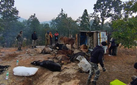 ऑपरेशन शंखनाद: जशपुर पुलिस की बड़ी कार्रवाई, दो पिकअप से 26 गौवंश मुक्त, तस्कर फरार