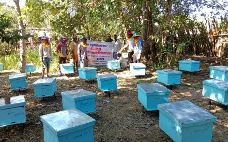 डीएमएफ मद से आजीविका संवर्धन की पहल: बोड़ला के थुहापानी में कृत्रिम मधुमक्खी पालन प्रशिक्षण सम्पन्न
