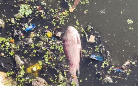 4 दिन में बदली महाराजबंध तालाब की तस्वीर, सफाई अभियान में निकले चौंकाने वाले अपशिष्ट — शशिकांत यदु