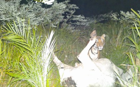 बैलाडीला पहाड़ियों में बाघ आवास पर बढ़ा ध्यान, राजा बंगला और रानी घाट क्षेत्र प्रमुख