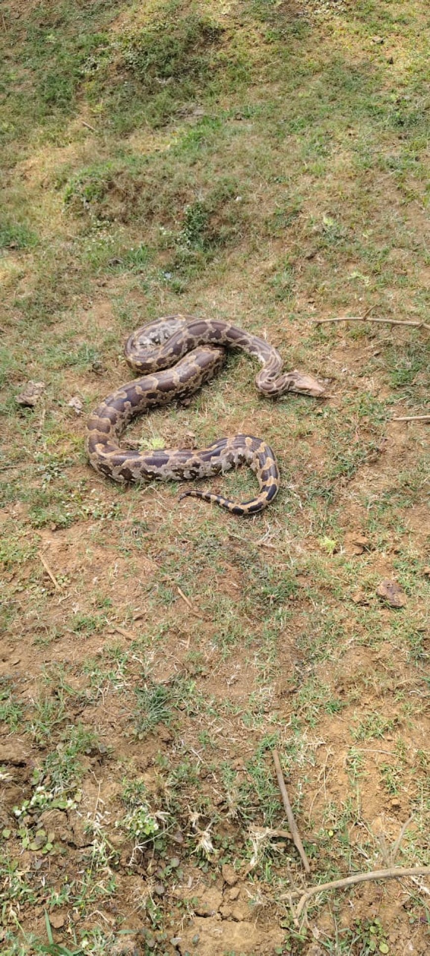 घोटवानी में ‘अजगर अलर्ट’! गांव बना सांपों का हॉटस्पॉट