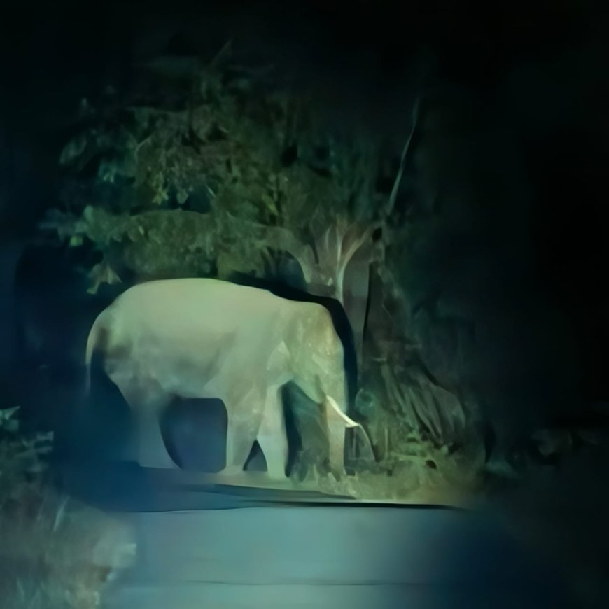 कोरिया वन मंडल में वन विभाग की सतर्कता से बची 3 जान, हाथियों का दल सुरक्षित मनेंद्रगढ़ की ओर रवाना