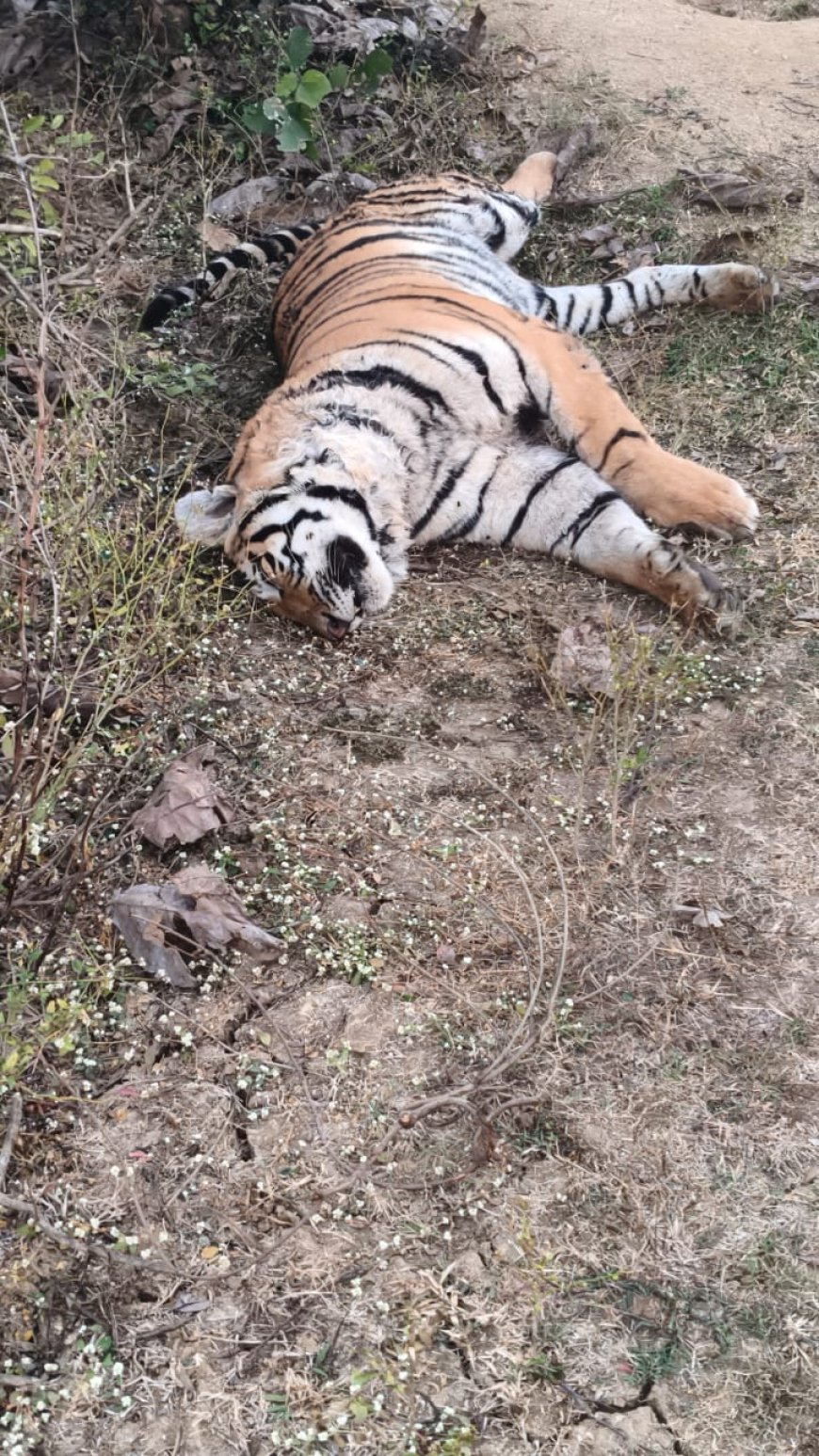 करंट लगने से बाघ की मौत, बालाघाट के कटंगी में वन विभाग की कार्यप्रणाली पर फिर उठे सवाल