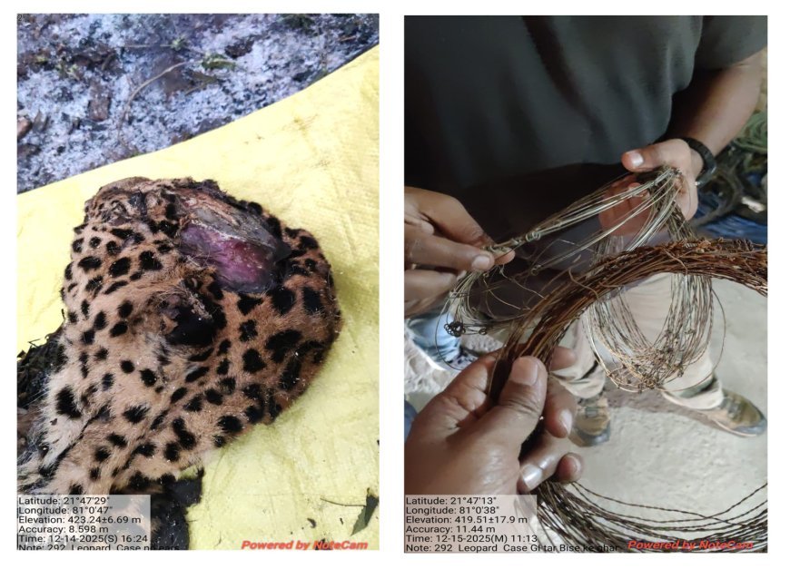 तेंदुआ मृत्यु प्रकरण में वन विभाग की त्वरित एवं सख्त कार्रवाई, दोषियों पर कड़ी नजर