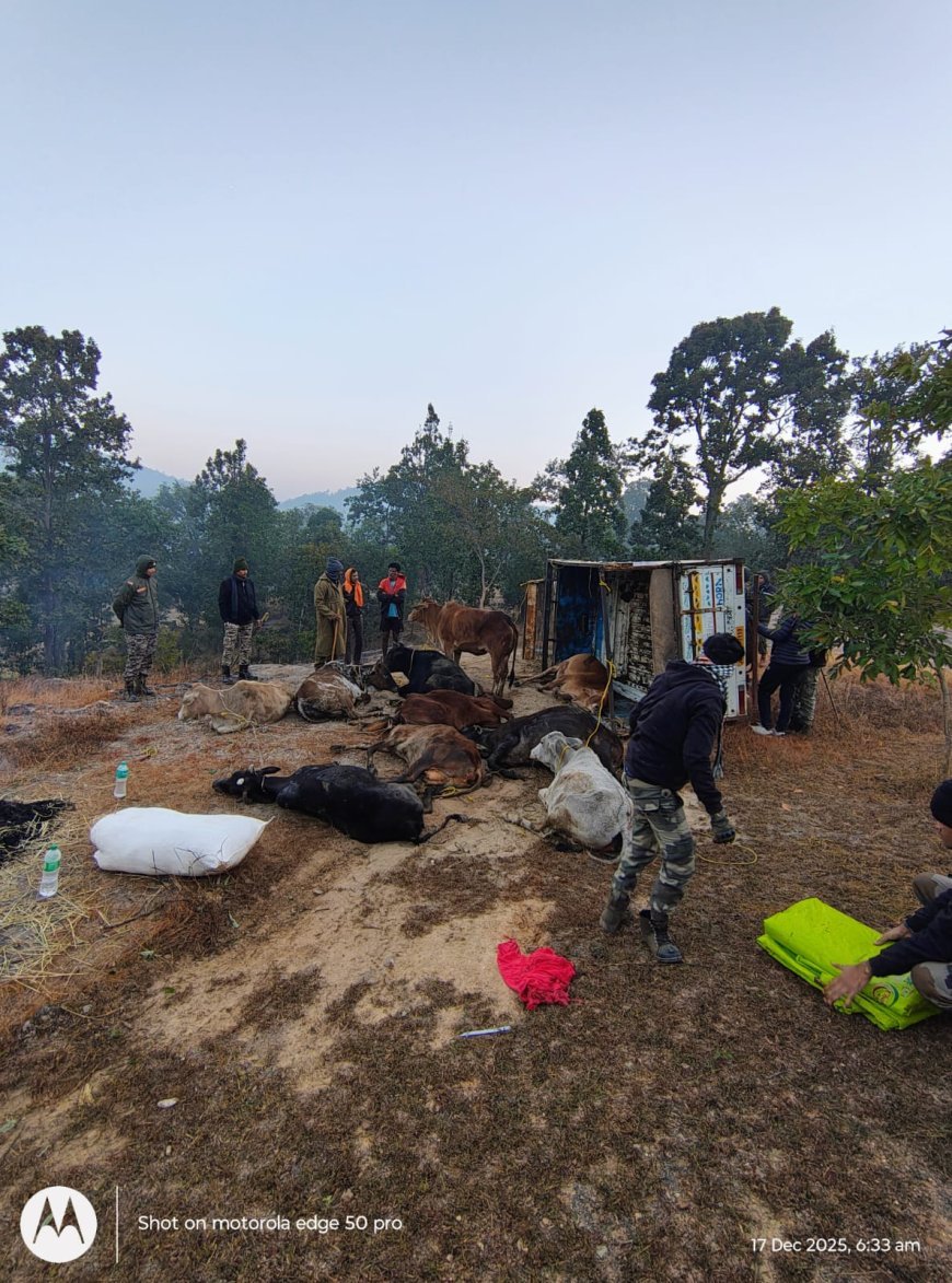 ऑपरेशन शंखनाद: जशपुर पुलिस की बड़ी कार्रवाई, दो पिकअप से 26 गौवंश मुक्त, तस्कर फरार