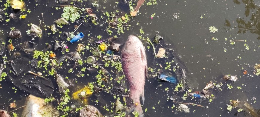 4 दिन में बदली महाराजबंध तालाब की तस्वीर, सफाई अभियान में निकले चौंकाने वाले अपशिष्ट — शशिकांत यदु