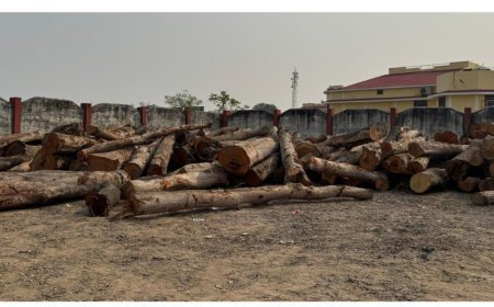 सक्ति जिले में वन संरक्षण की अवहेलना: अवैध पेड़ कटाई और आरा मिल संचालकों की मिलीभगत पर उठे सवाल