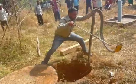 कोरबा में 12 फीट लंबे विशालकाय किंग कोबरा का सफल रेस्क्यू, गांव में मची थी दहशत