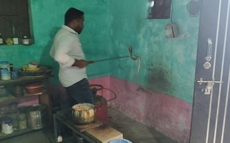 कोरबा में किचन के गैस सिलेंडर के पीछे फन फैलाए बैठा मिला नाग, नोवा नेचर टीम ने किया सुरक्षित रेस्क्यू