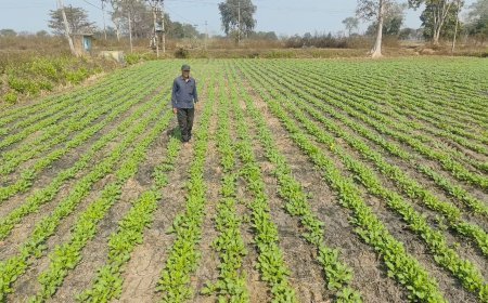 ग्राम जगन्नाथपुर में ग्रीष्मकालीन धान का रकबा घटा, किसानों ने दलहन एवं तिलहन फसलों की ओर बढ़ाया कदम