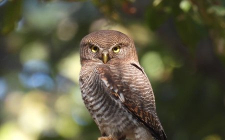 बारनवापारा अभयारण्य में “बर्ड सर्वे 2026” का सफल आयोजन, 200 से अधिक पक्षी प्रजातियों का हुआ रिकॉर्ड