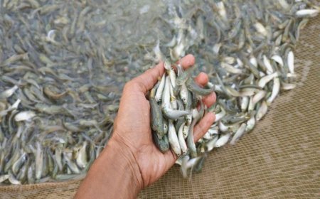 वैज्ञानिक पद्धति से मछली पालन कर आत्मनिर्भर बने युवा किसान विनय चंद्रवंशी, पीएम मत्स्य संपदा योजना से मिली नई पहचान