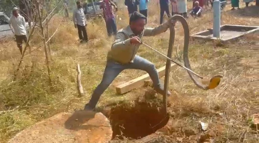 कोरबा में 12 फीट लंबे विशालकाय किंग कोबरा का सफल रेस्क्यू, गांव में मची थी दहशत