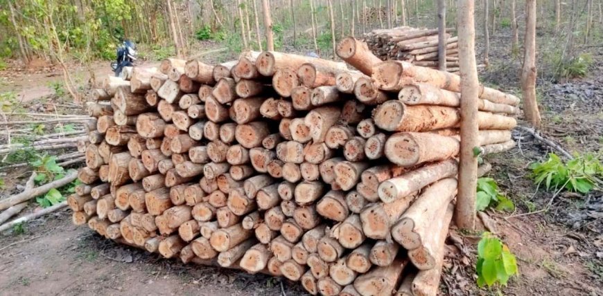 माओवाद प्रभावित क्षेत्रों में वानिकी कार्यों से बढ़ा राजस्व, वन विकास निगम से मिला स्थानीय रोजगार