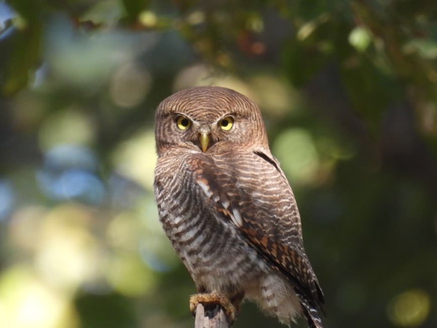 बारनवापारा अभयारण्य में “बर्ड सर्वे 2026” का सफल आयोजन, 200 से अधिक पक्षी प्रजातियों का हुआ रिकॉर्ड