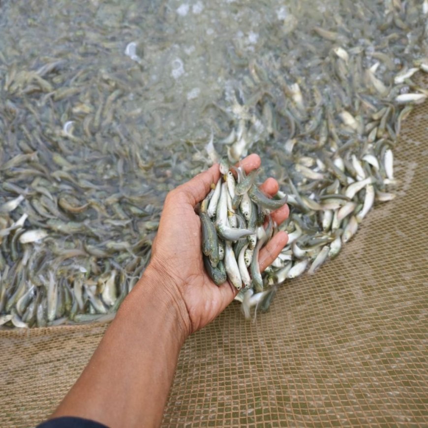 वैज्ञानिक पद्धति से मछली पालन कर आत्मनिर्भर बने युवा किसान विनय चंद्रवंशी, पीएम मत्स्य संपदा योजना से मिली नई पहचान