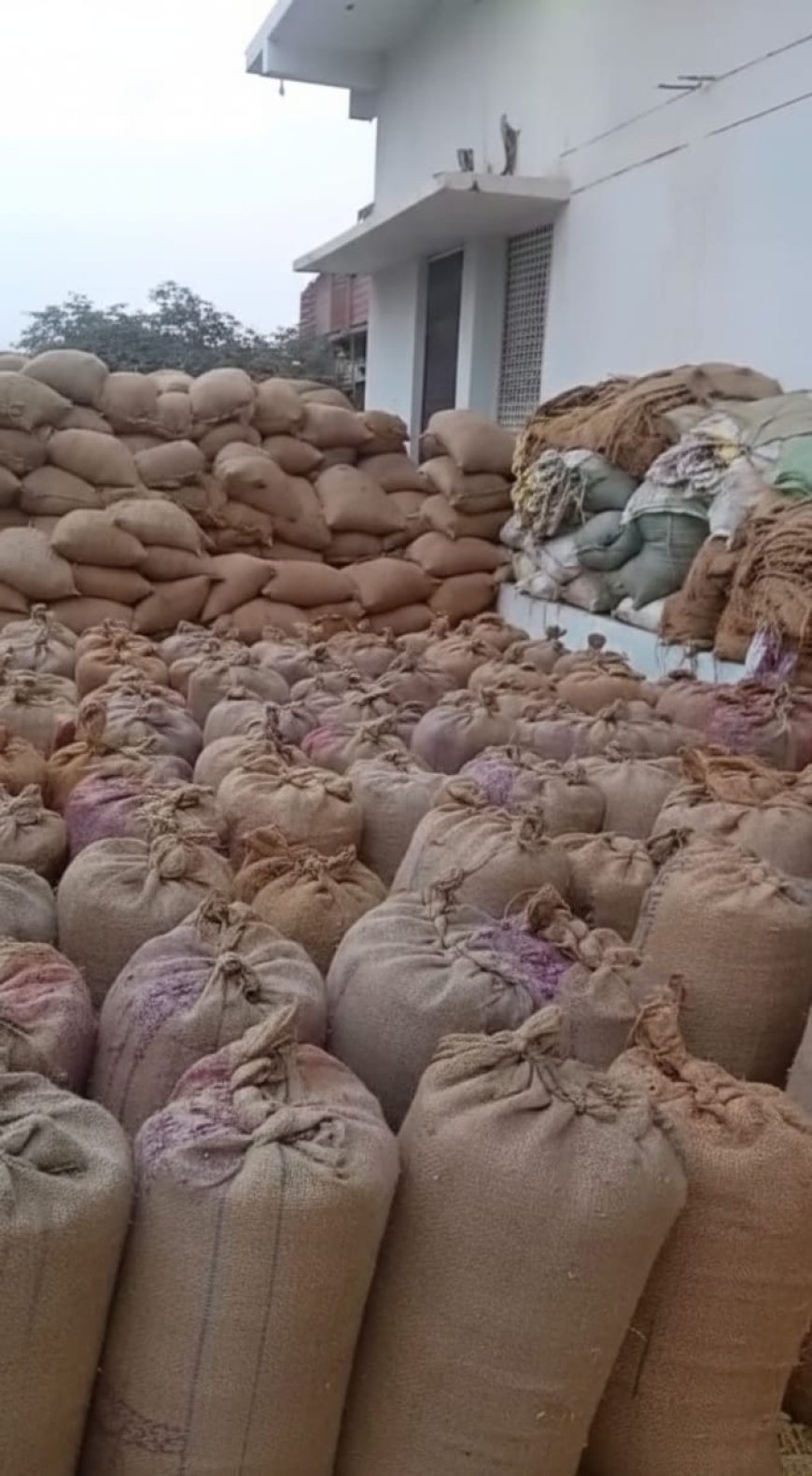 बिना दस्तावेज अनाज भंडारण पर मंडी प्रशासन की बड़ी कार्रवाई, 4738 बोरी धान व अनाज जप्त