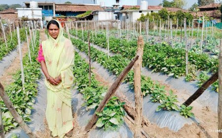 Kawardha News : बिहान योजना से बदली जानकी धुर्वे की जिंदगी, सब्जी उत्पादन से बनी आत्मनिर्भर