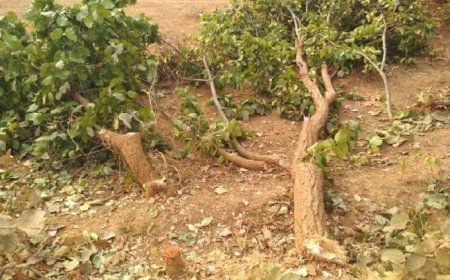 वनों पर 'मौन' पहरा, धड़ल्ले से लूटी जा रही खनिज और वन संपदा