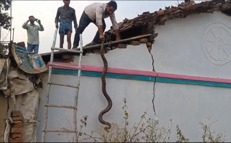 कोरबा के ग्राम बागबुड़ा में छप्पर पर चढ़ा 8 फीट लंबा अजगर, रेस्क्यू टीम ने सुरक्षित किया रेस्क्यू