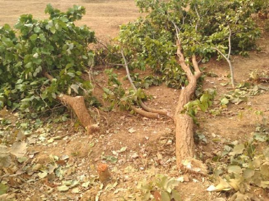 वनों पर 'मौन' पहरा, धड़ल्ले से लूटी जा रही खनिज और वन संपदा