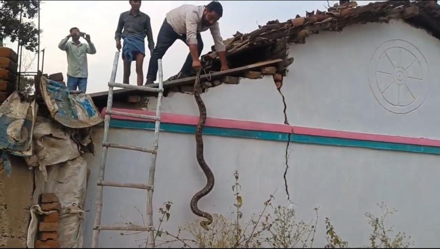 कोरबा के ग्राम बागबुड़ा में छप्पर पर चढ़ा 8 फीट लंबा अजगर, रेस्क्यू टीम ने सुरक्षित किया रेस्क्यू