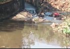 एनएमडीसी टाउनशिप का गंदा निस्तार जल नालों में, दंतेवाड़ा के ग्रामीणों की सेहत पर मंडराया गंभीर खतरा