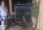 समनापुर में आक्रामक हनुमान लंगूर का सफल रेस्क्यू, वन विभाग की त्वरित कार्रवाई से टला बड़ा खतरा