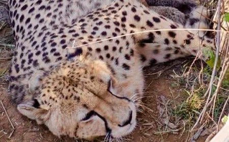 कूनो नेशनल पार्क से बड़ी खुशखबरी: मादा चीता ‘ज्वाला’ ने 5 शावकों को दिया जन्म, भारत में चीतों की संख्या 53 पहुंची