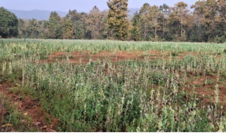 बलरामपुर में अवैध अफीम की खेती का भंडाफोड़, त्रिपुरी पंचायत में 5 एकड़ खेत में मिली फसल